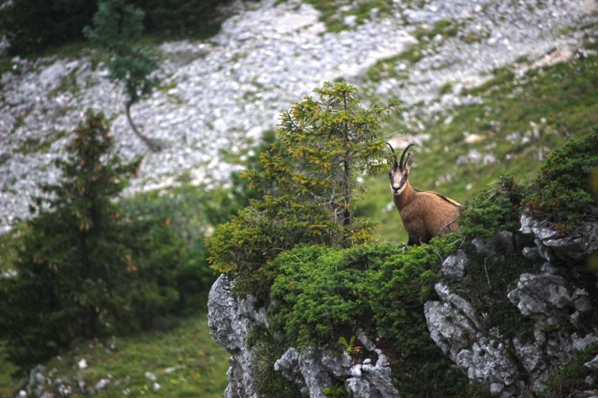 Chamois sous le Charmant Som