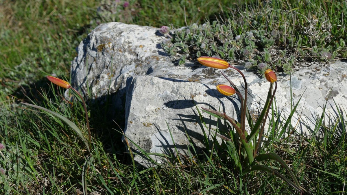 Le Jocou est un 'spot' pour photographier les rares tulipes australes.