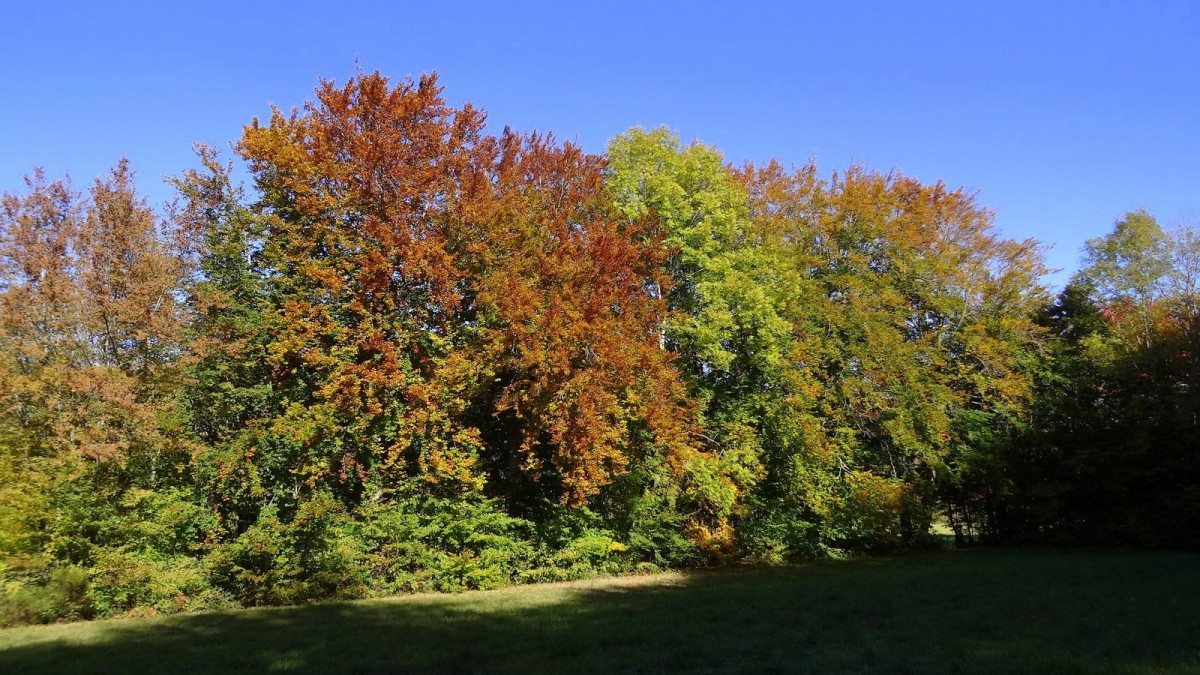 Couleurs automnales dans les monts du Lyonnais.