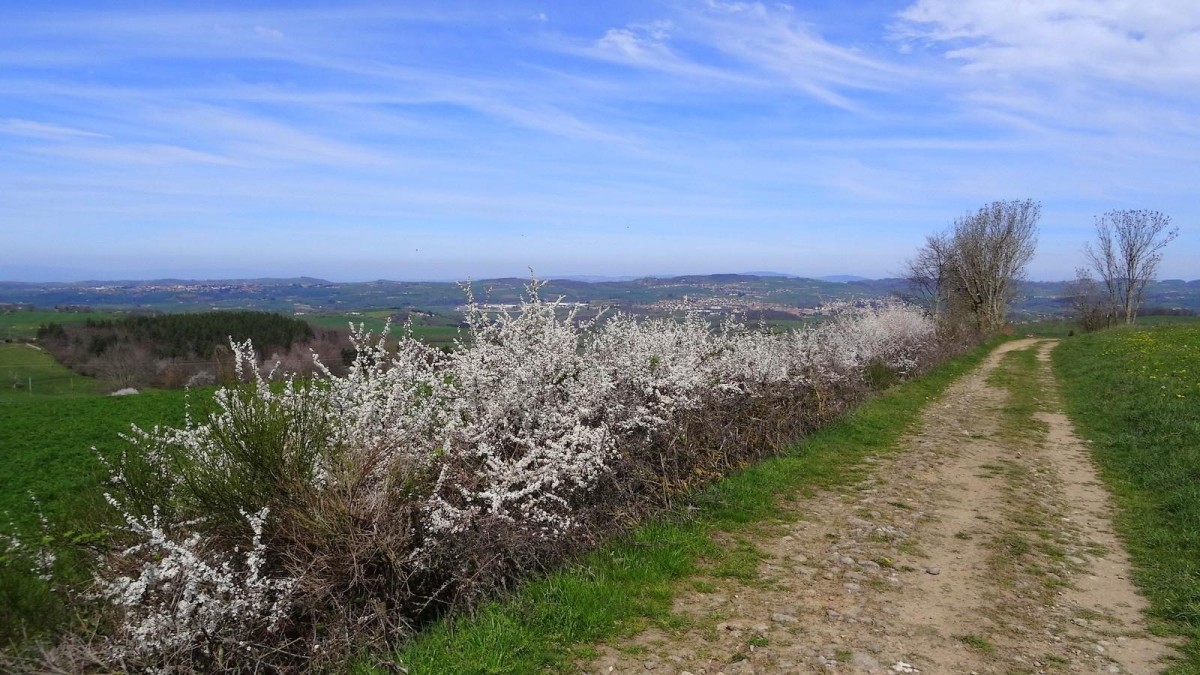 Pleine floraison des pruneliers dans les monts du Lyonnais.