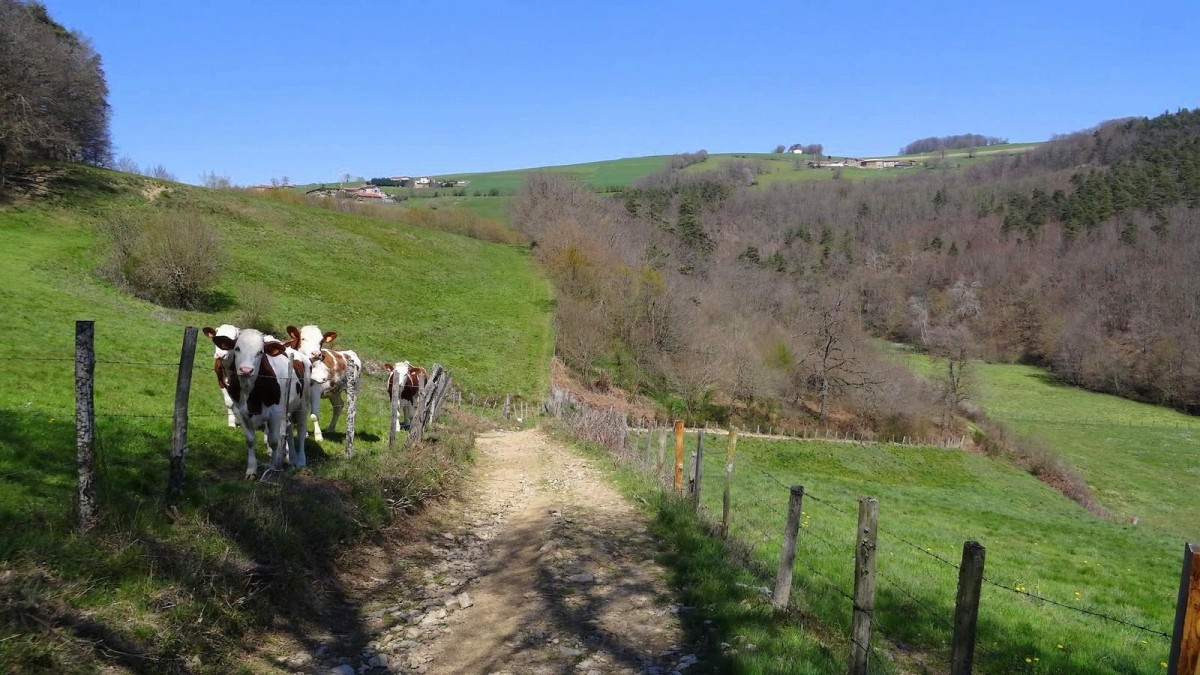 Jeunes curieuses dans le val du Couzon. Les passages y sont rares, les distractions aussi.