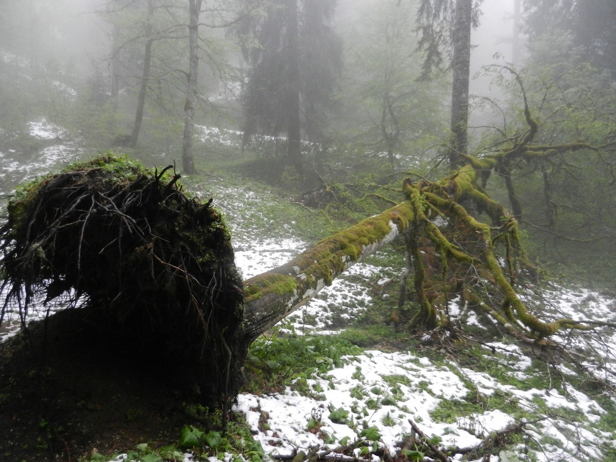 Arbre déraciné dans la forêt au Col de la Charmette