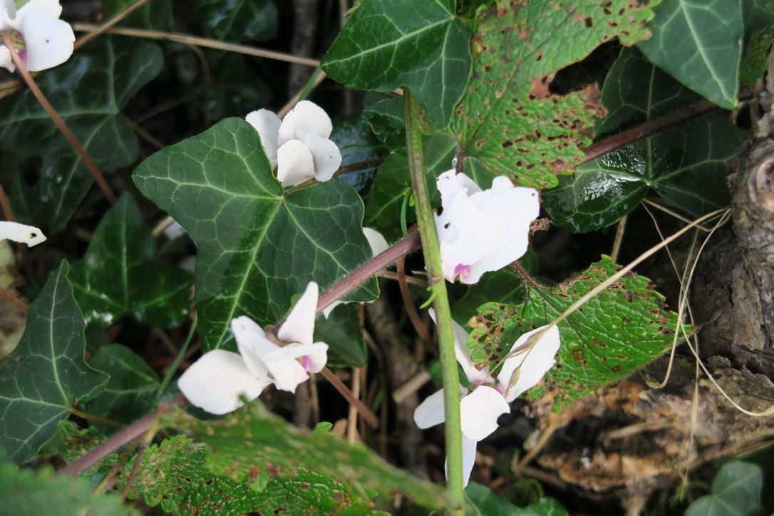 Cyclamen à feuilles de lierre