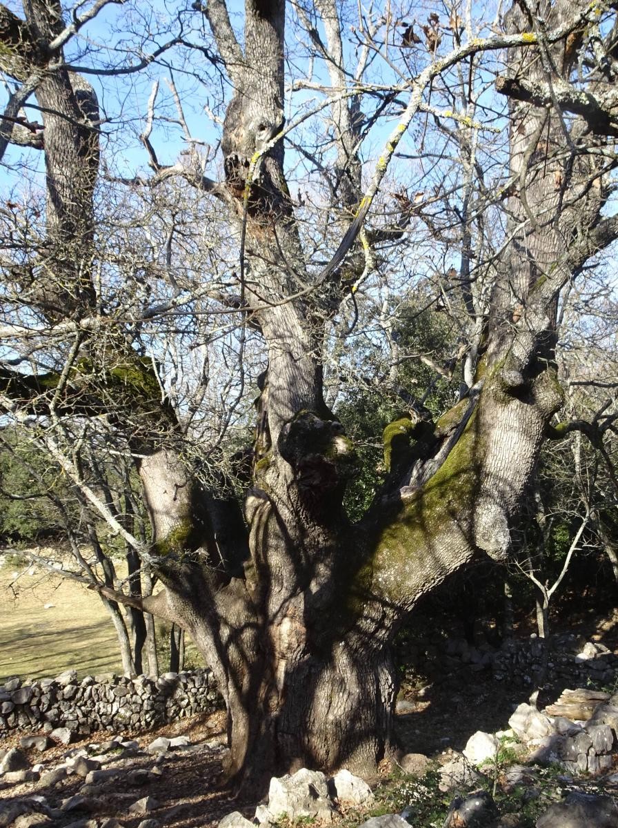 le Gros Chêne (environ 7 mètres de circonférence) un des arbres les plus vieux de France
