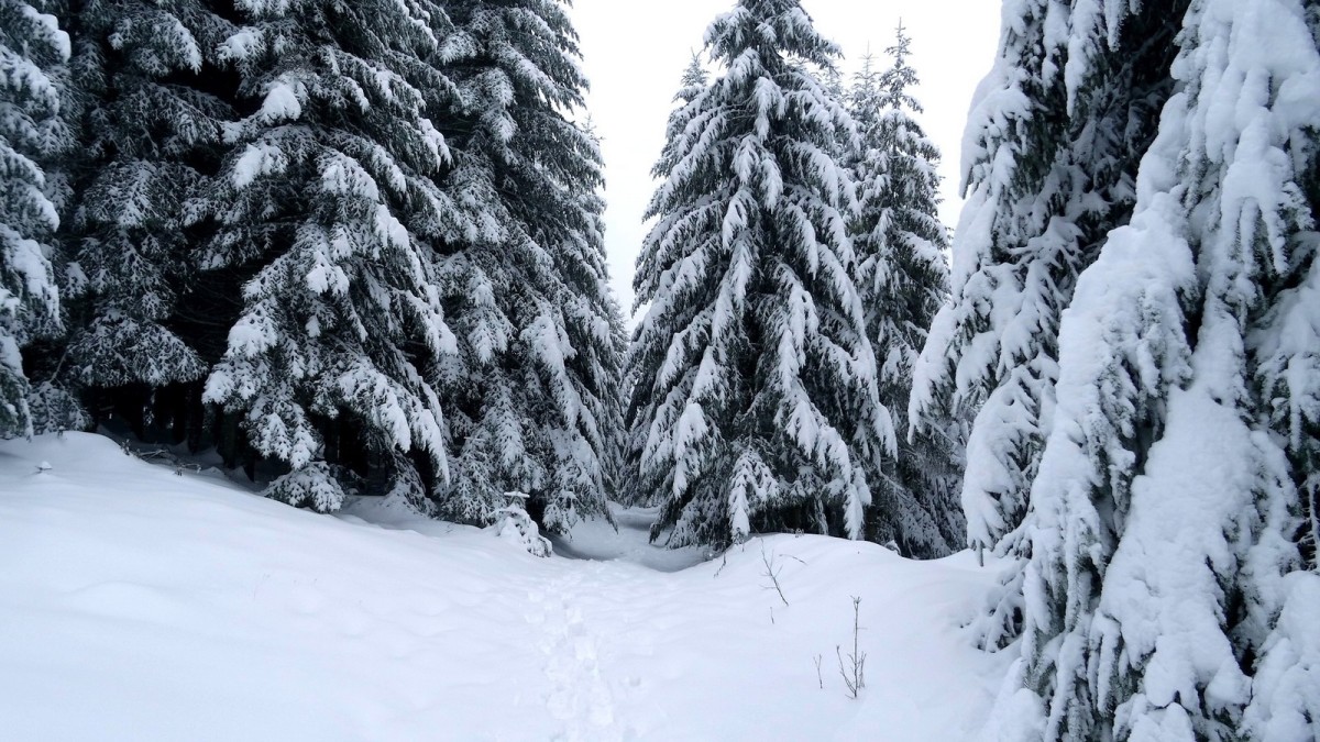 Le Grand Bois sous la neige.