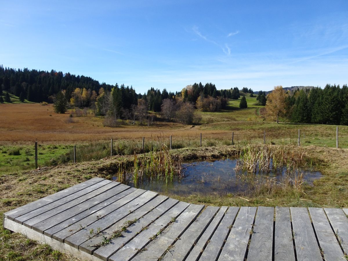 Tourbière des Creusates