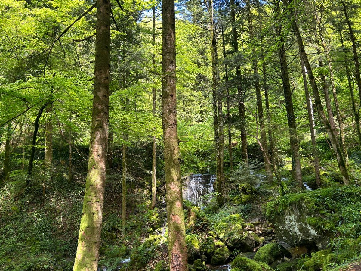 La Reculée des Nans et la Source de l'Angillon, un petit paradis méconnu et bien caché  sur le deuxième plateau du Jura