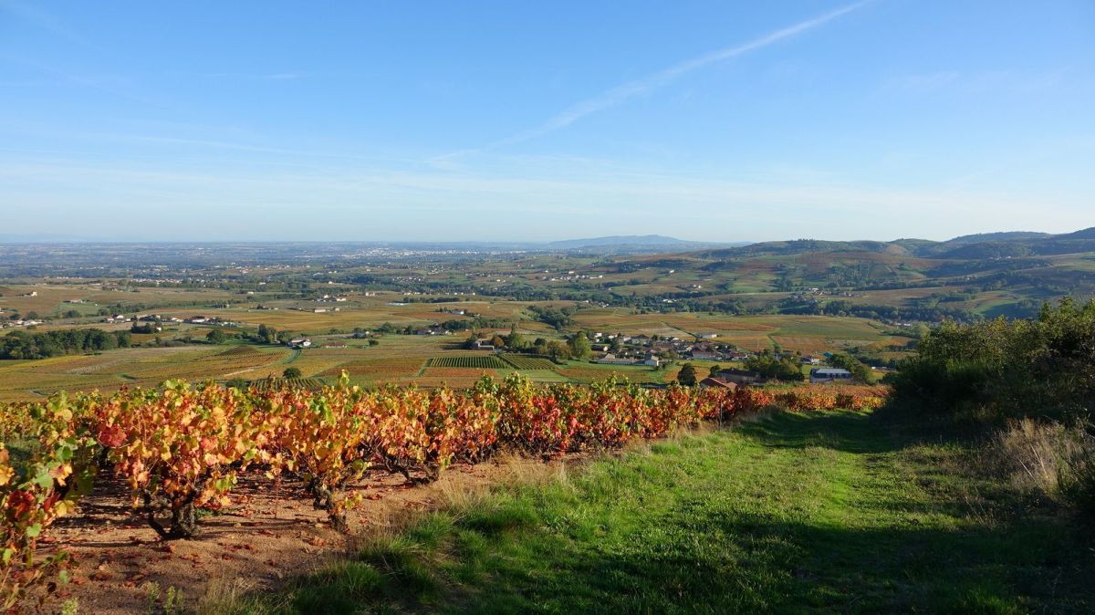 Vignoble aux couleurs automnales avec les Monts d'Or au loin.