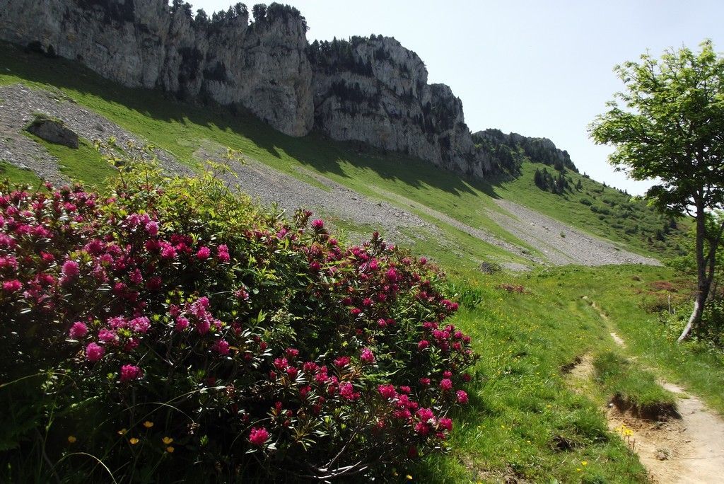 La saison des rhodos !