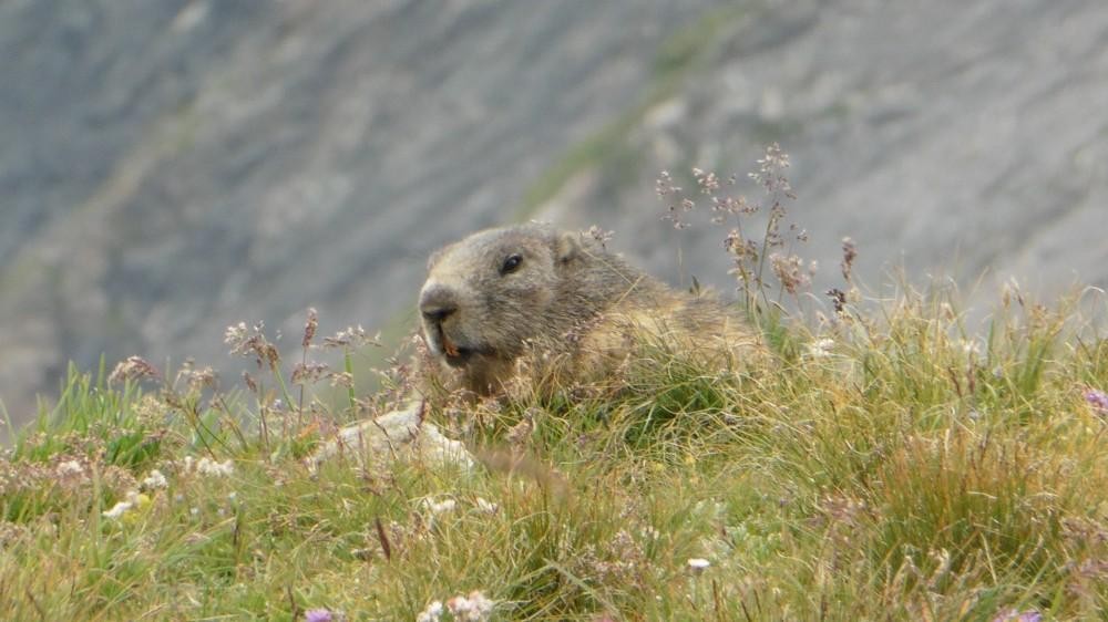 Marmotte du col de la Vanoise