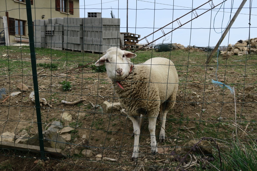 Mouton de compagnie... fonction tondeuse écolo !