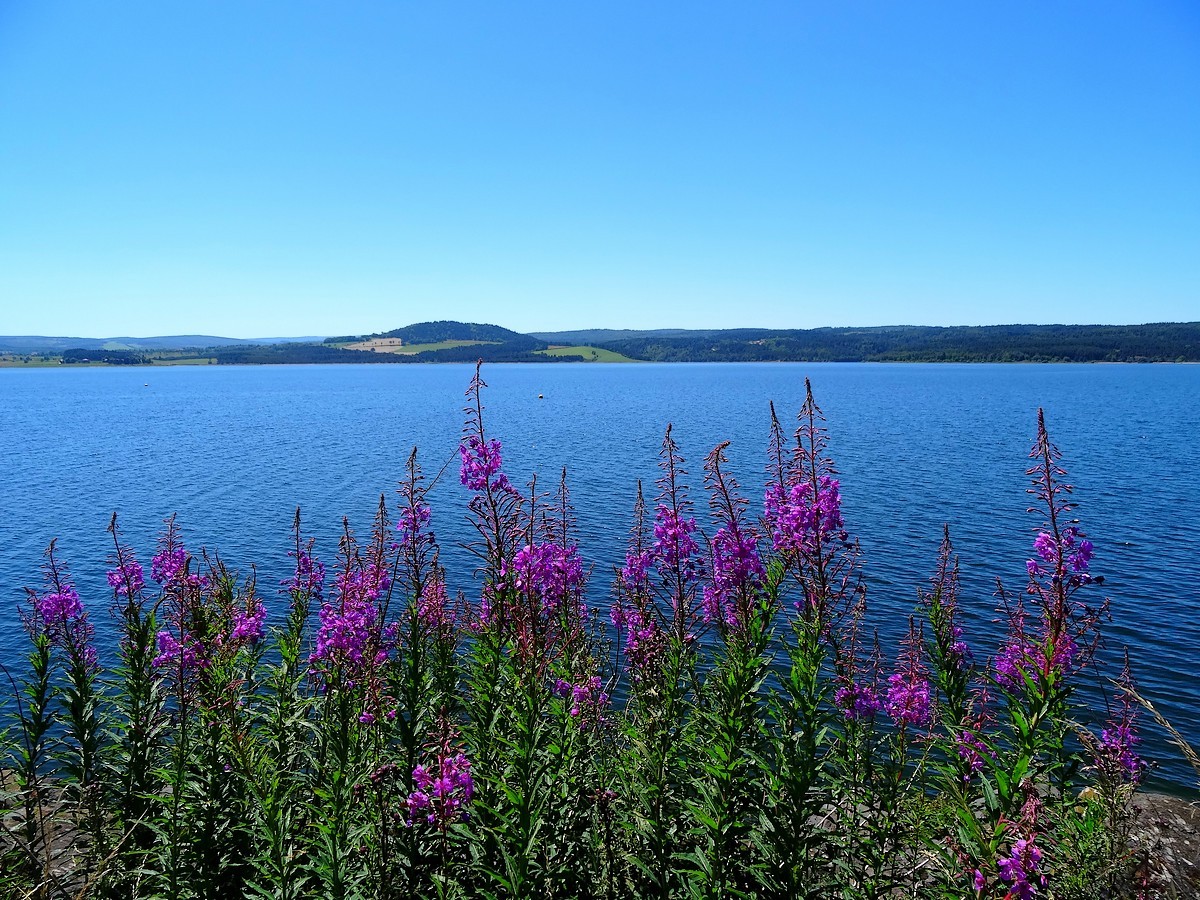 Fleurs de montagne sur fond de lac bleu.