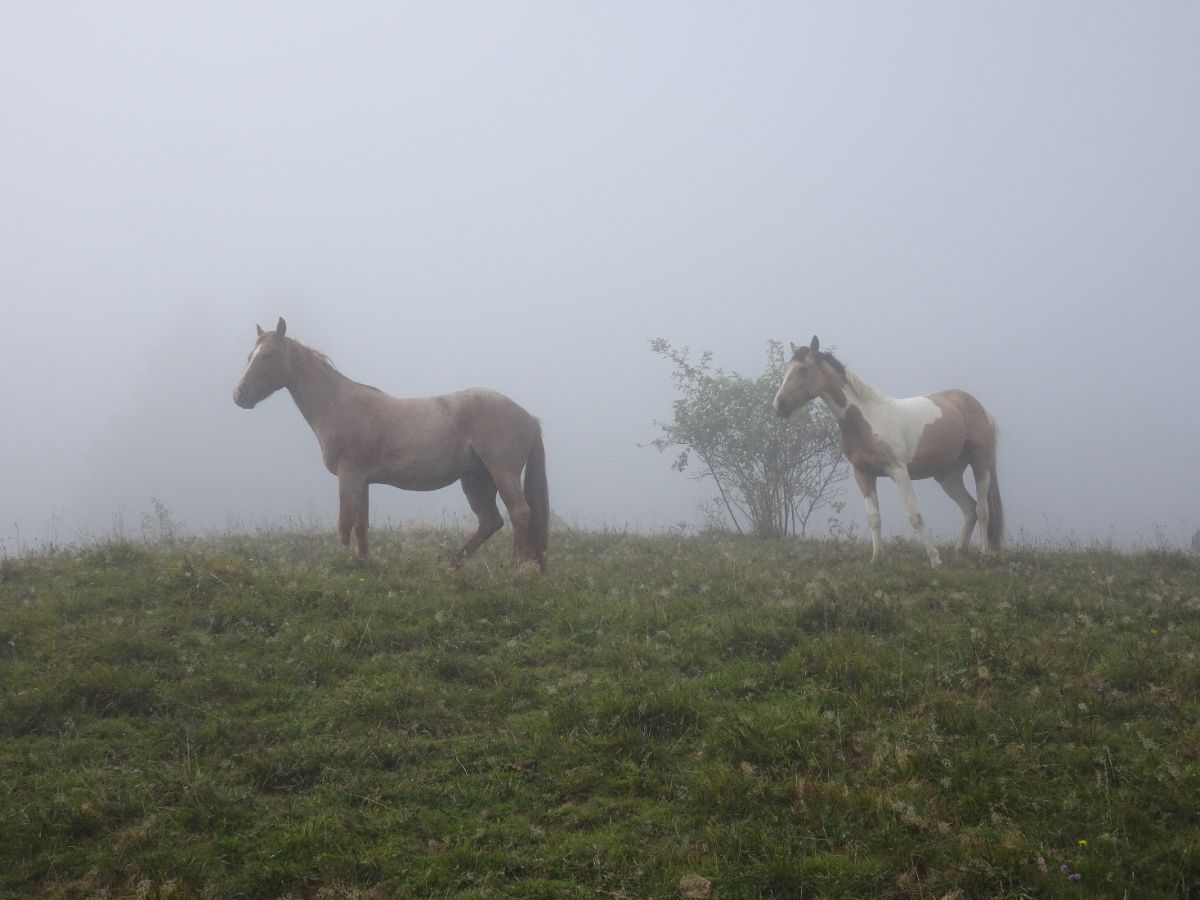 Chevaux dans la brume