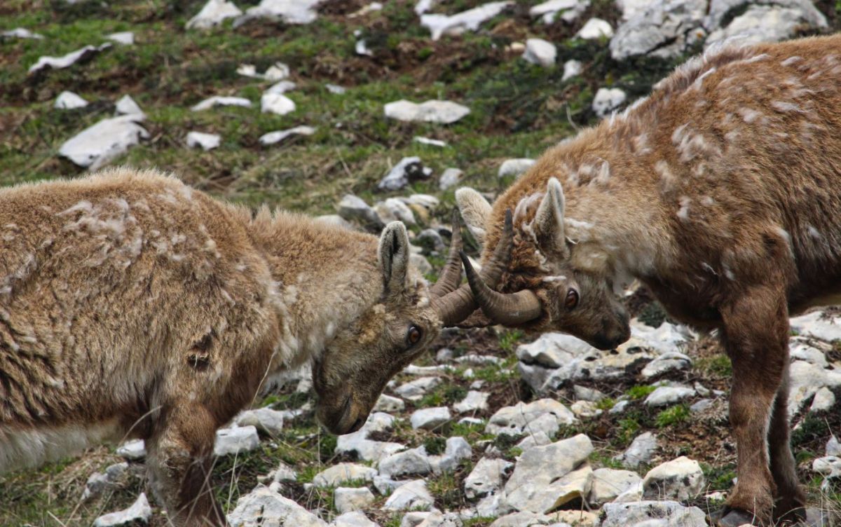 Parmi les bouquetins du Vercors