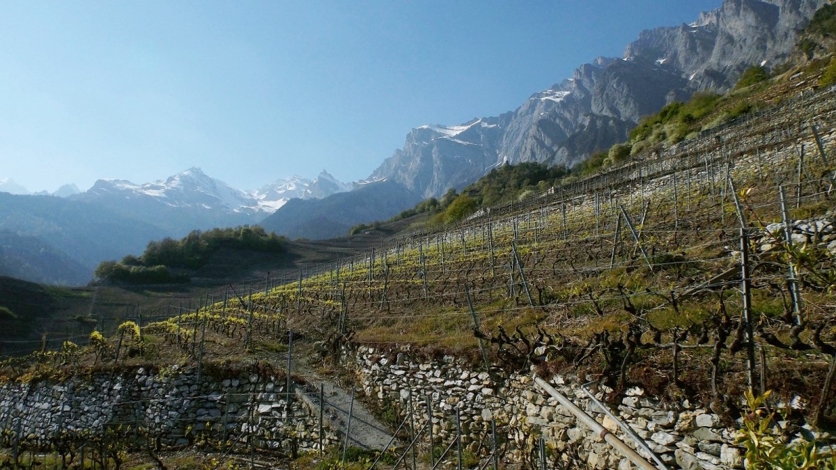 Paysage de terrasses viticoles sur le sentier du Cep à la Cime, en fin de parcours.