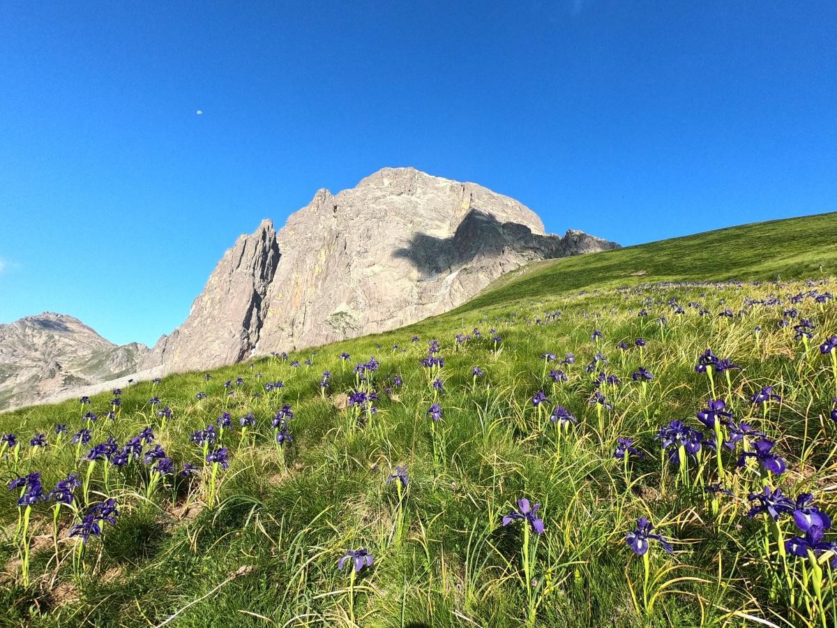 Iris des Pyrénées au pied de l'Ossau