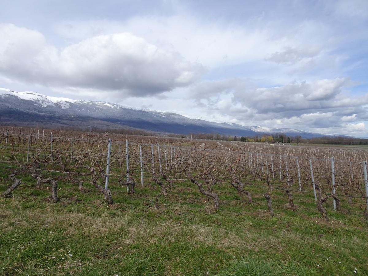 Les vignes de Dardagny et le Jura