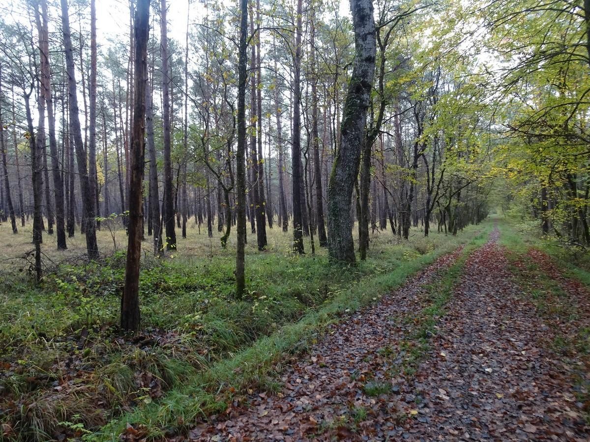 Dans la forêt menant à Brienne la Vieille