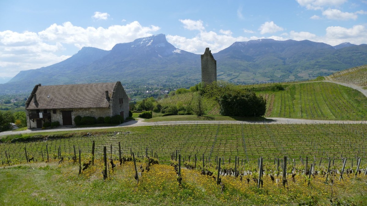 Vignes, une des Tours de Chignin et Mont Granier.
