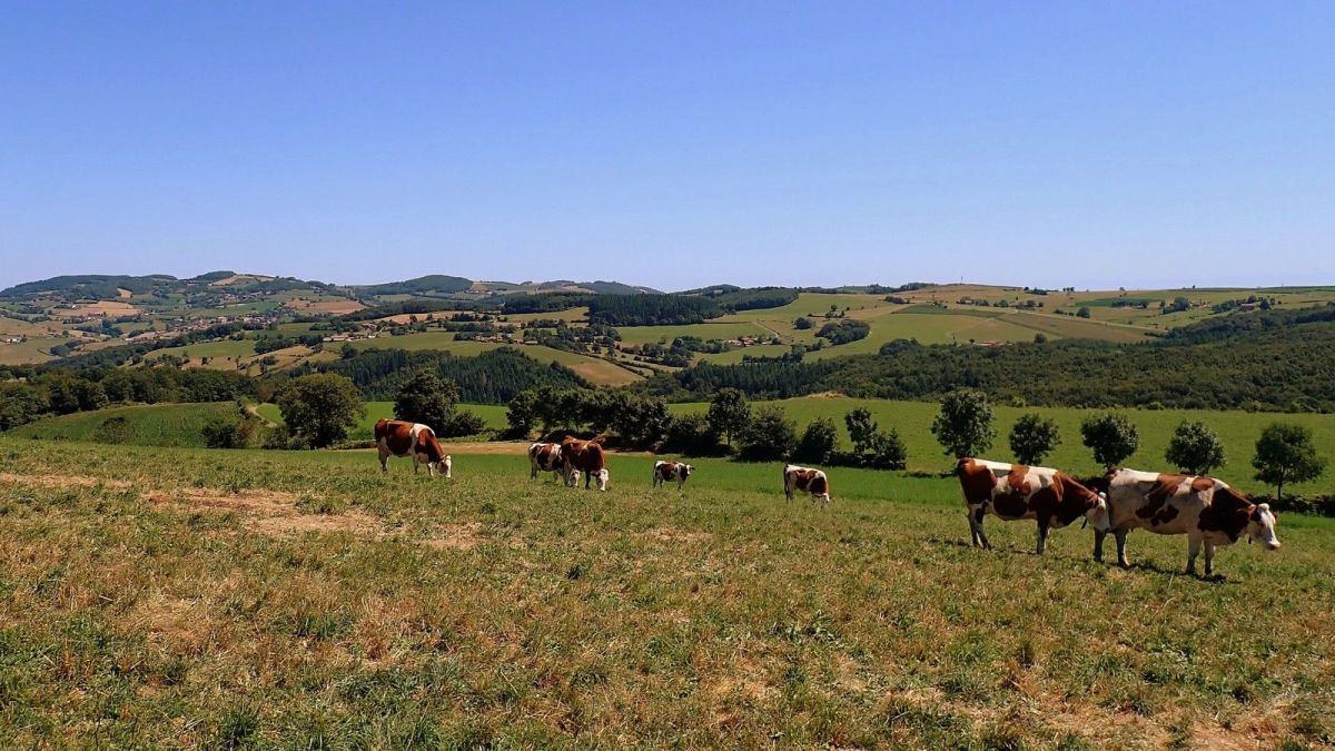 Pas de doute, ce sont des montagnes à vaches...