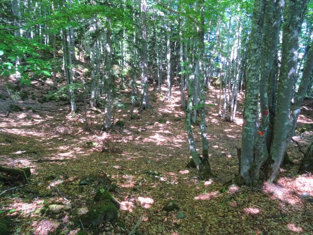 Voici un lieu magnifique de cet éperon : un replat, dégagé de tout sous-bois, à l'ombre des hêtres, tout indiqué pour un joli bivouac...