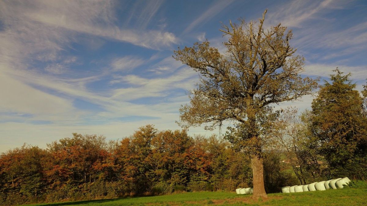 Quelques couleurs automnales sur les hauteurs de la commune