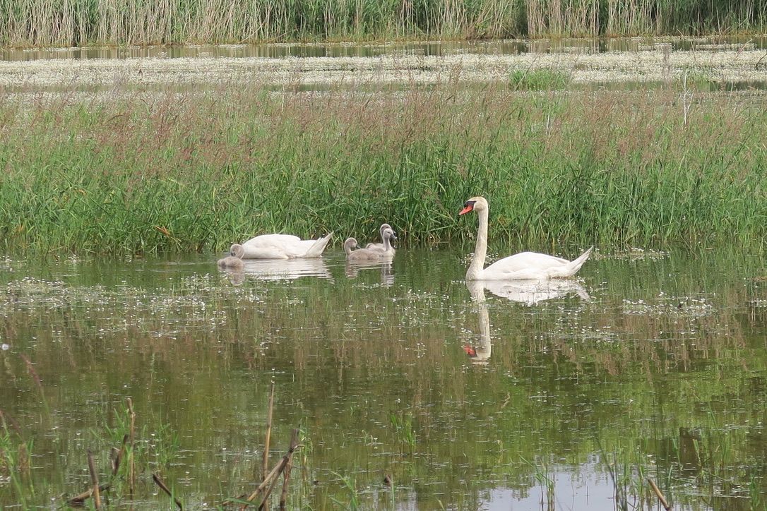 Famille Cygne sur l'Etang Petites Bonnes