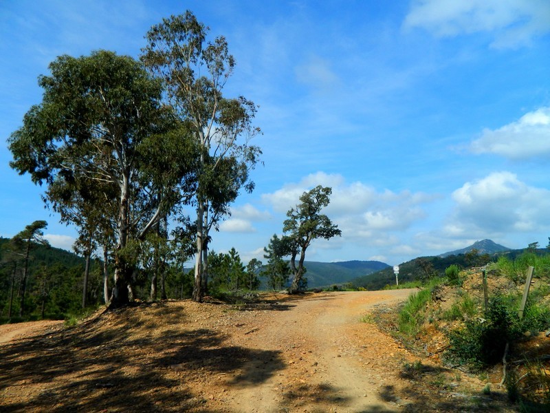 Groupe d'eucalyptus et le mont Vinaigre.