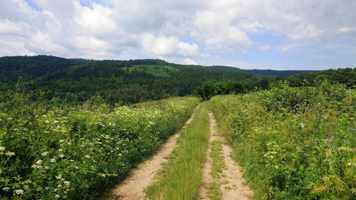 Entre bois et prairies fleuries sur le chemin au-dessus de Péragut