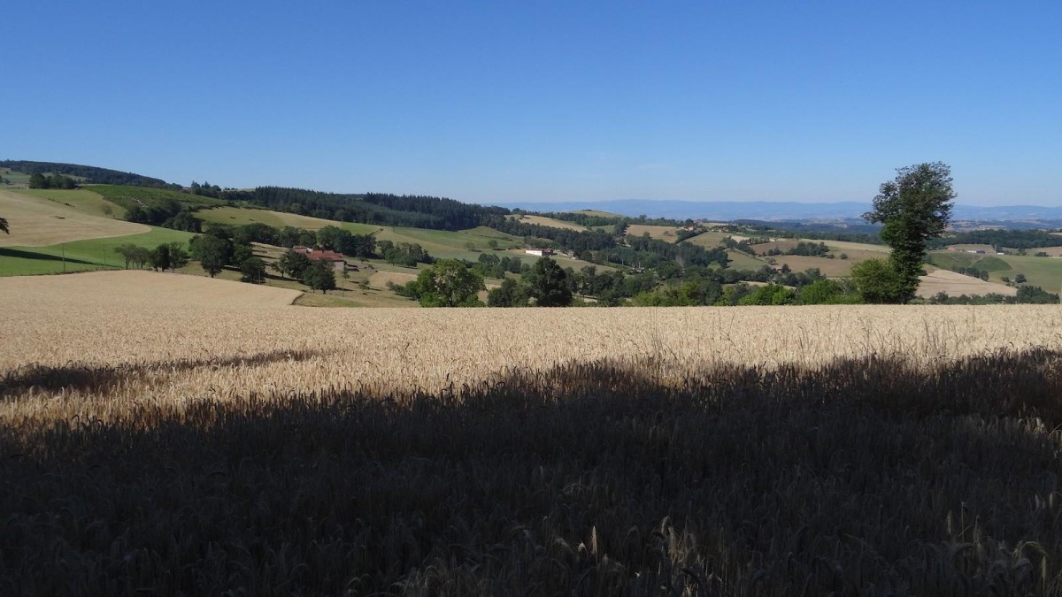 Des monts de Tarare vers la plaine et les monts du Forez.