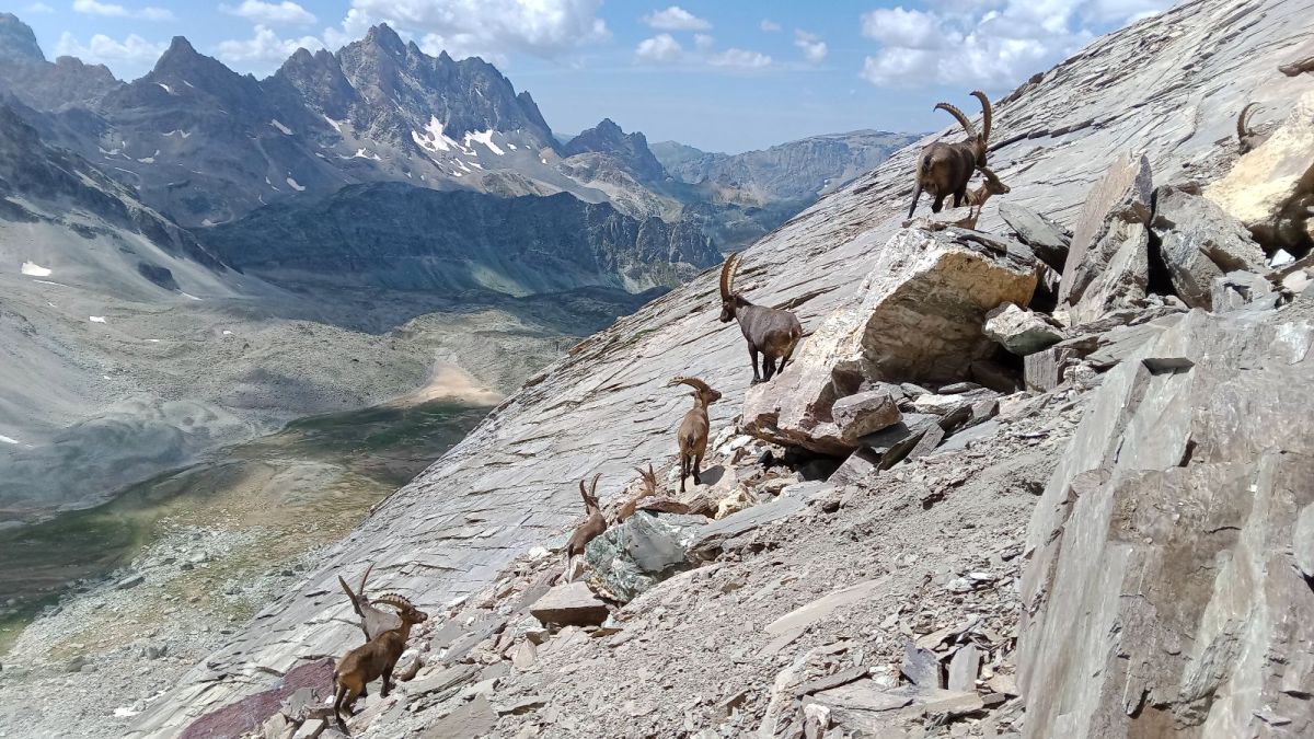 Des bouquetins ont élu domicile dans le couloir détritique de la Dent sud de Maniglia.