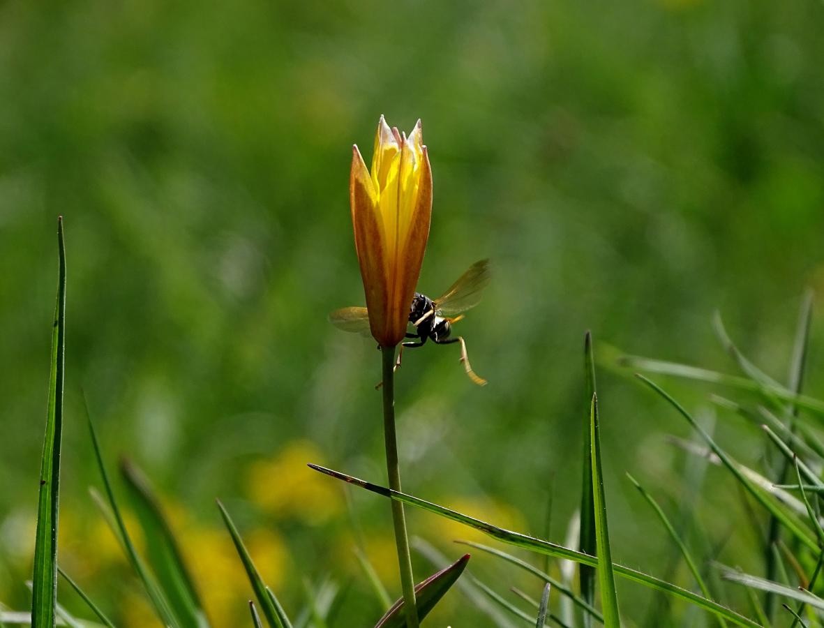 Tulipe australe et Lys Saint-Bruno abondent dans les pelouses sommitales au printemps.