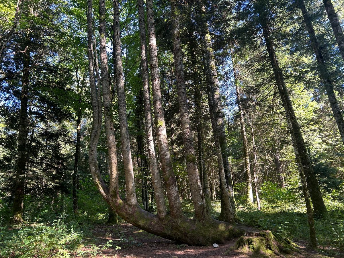 Concerto pour Arbre-Lyre