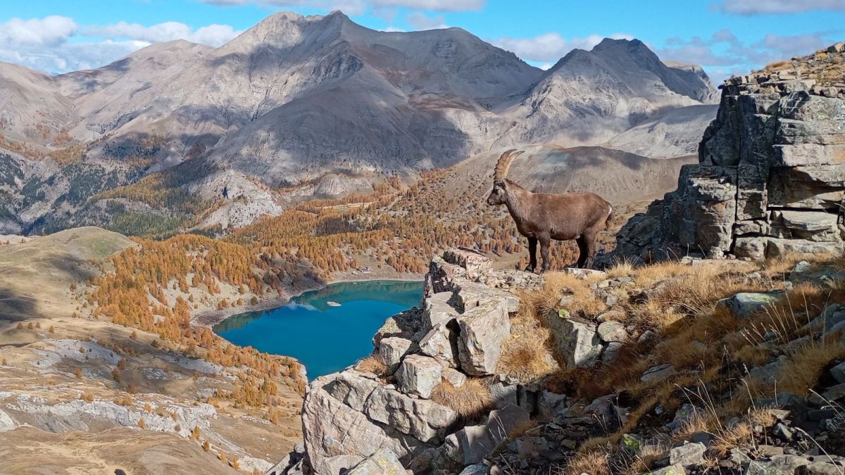 Un bouquetin sous la petite tour d'Allos