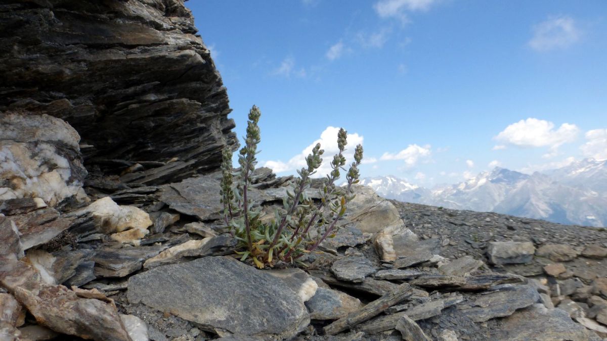 Ivresse des cimes de 3000m et du Génépi