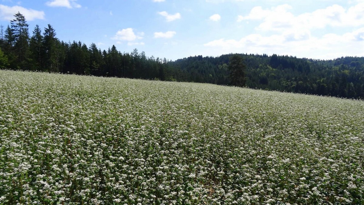 Le fin tapis blanc d'un champ de sarrasin.