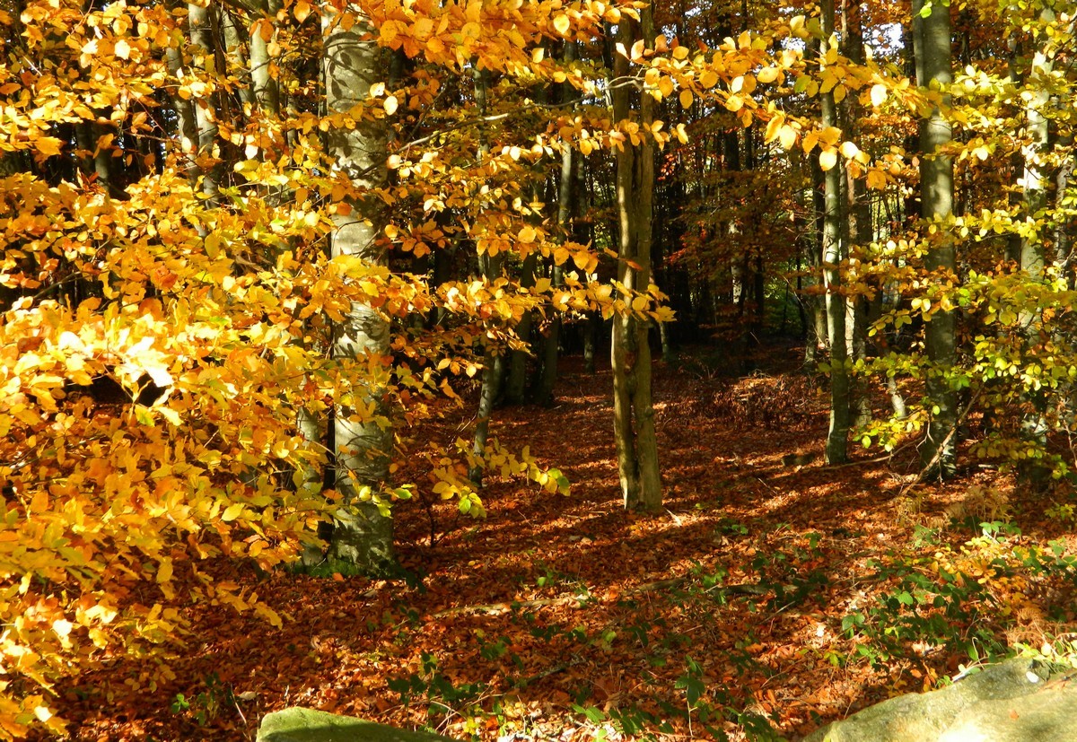 Hêtraie en automne, au sommet du Crêt Malherbe.