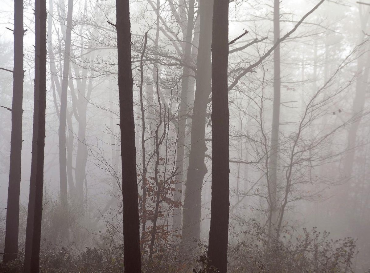 Atmosphère mystérieuse en forêt de Fontainebleau