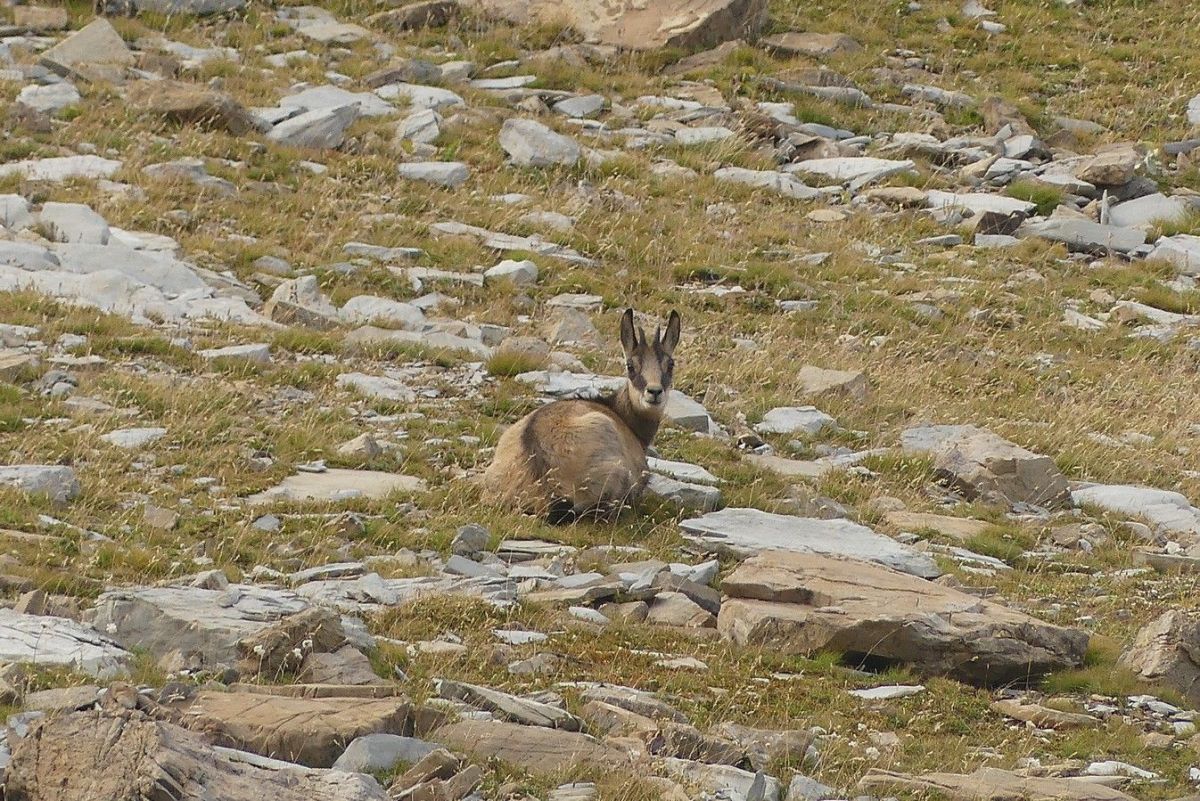 Un chamois en pause.