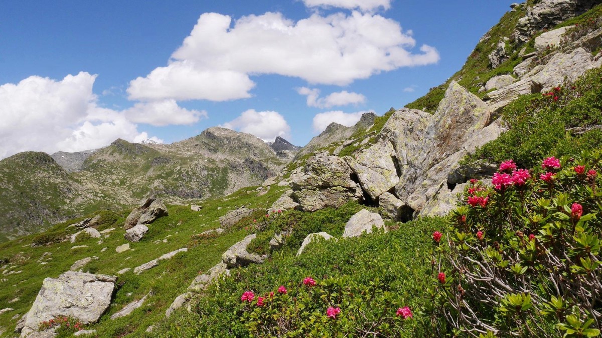 Laurier-rose des Alpes sur les pentes du Bec Rouge.