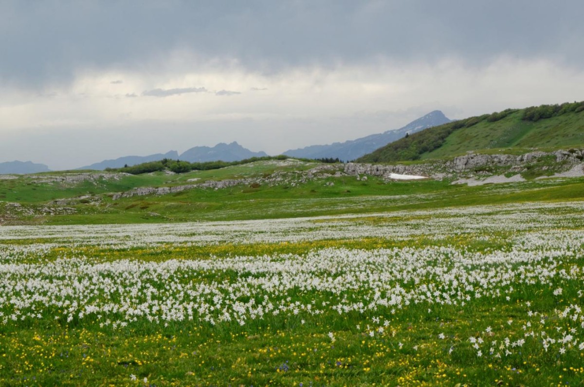 Un océan de fleurs