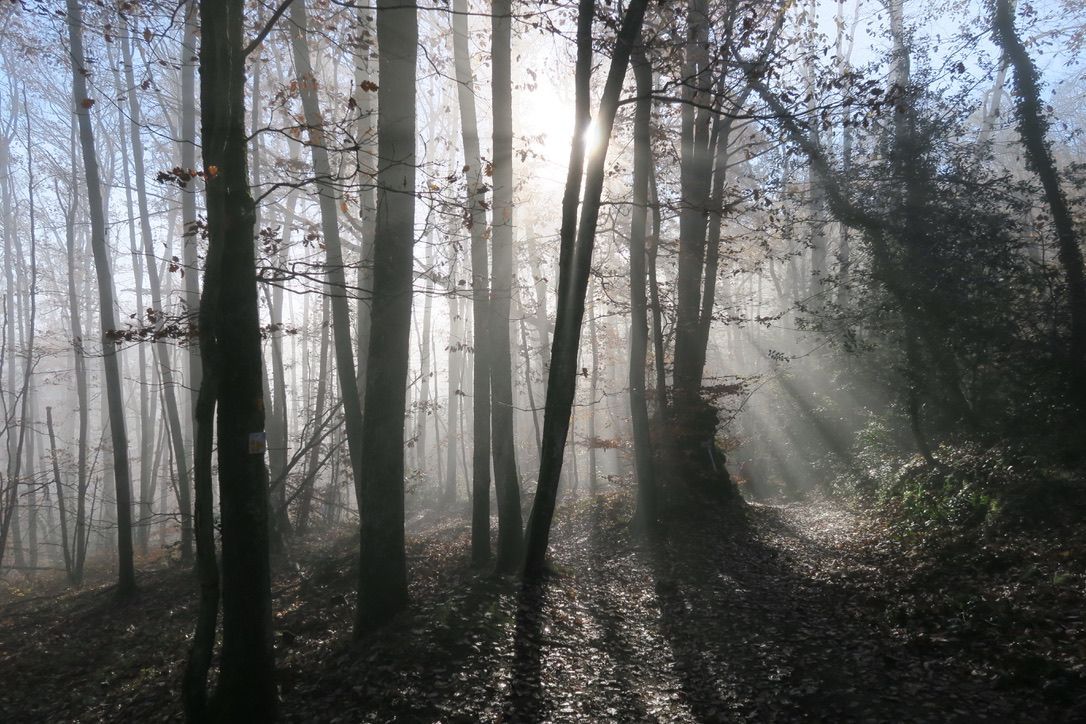 Dans le bois, sous Roche Berthaud