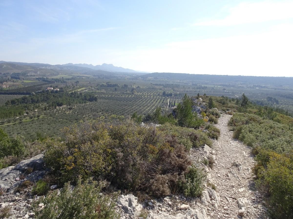 Le Castellas : l'oliveraie et au fond la Tour des Opies