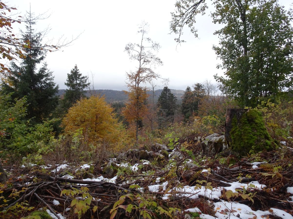 Sur le sentier vers la montagne de Lachat