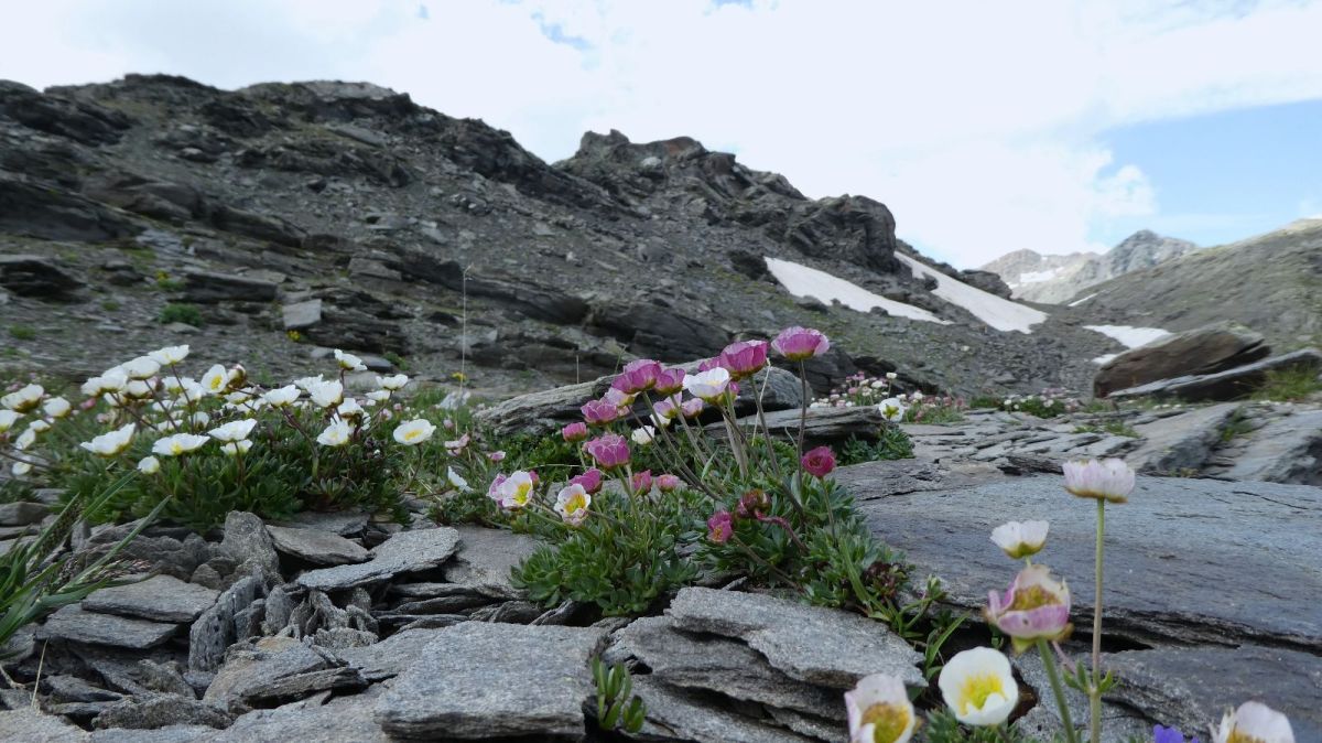 Renoncules des glaciers, arrivée au col des Bataillères