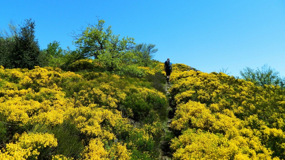 Les genêts d’or du mont Monnet.