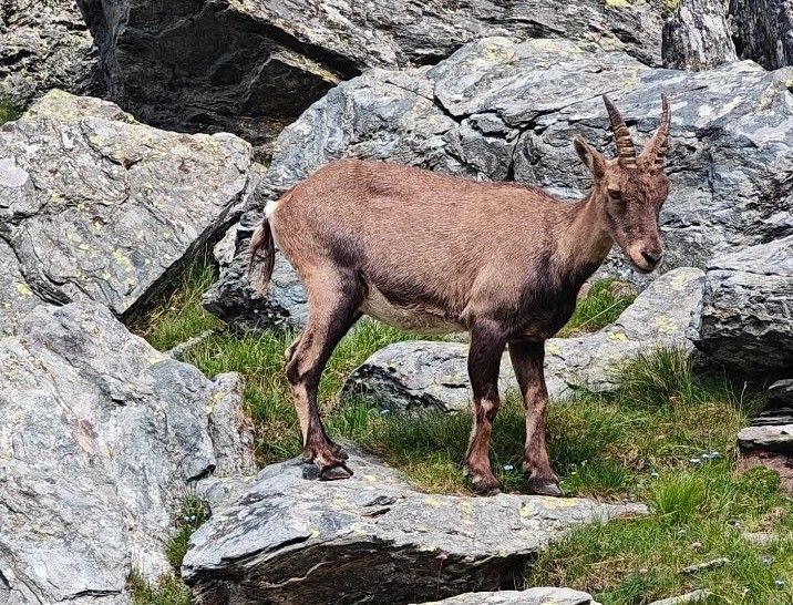 Jeune bouquetin au Porta del Villano