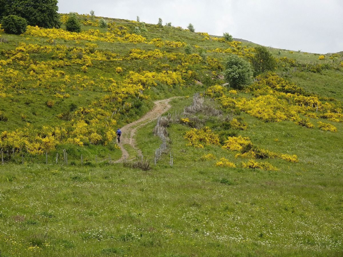 L'Aubrac, en immersion dans le parfum des genets