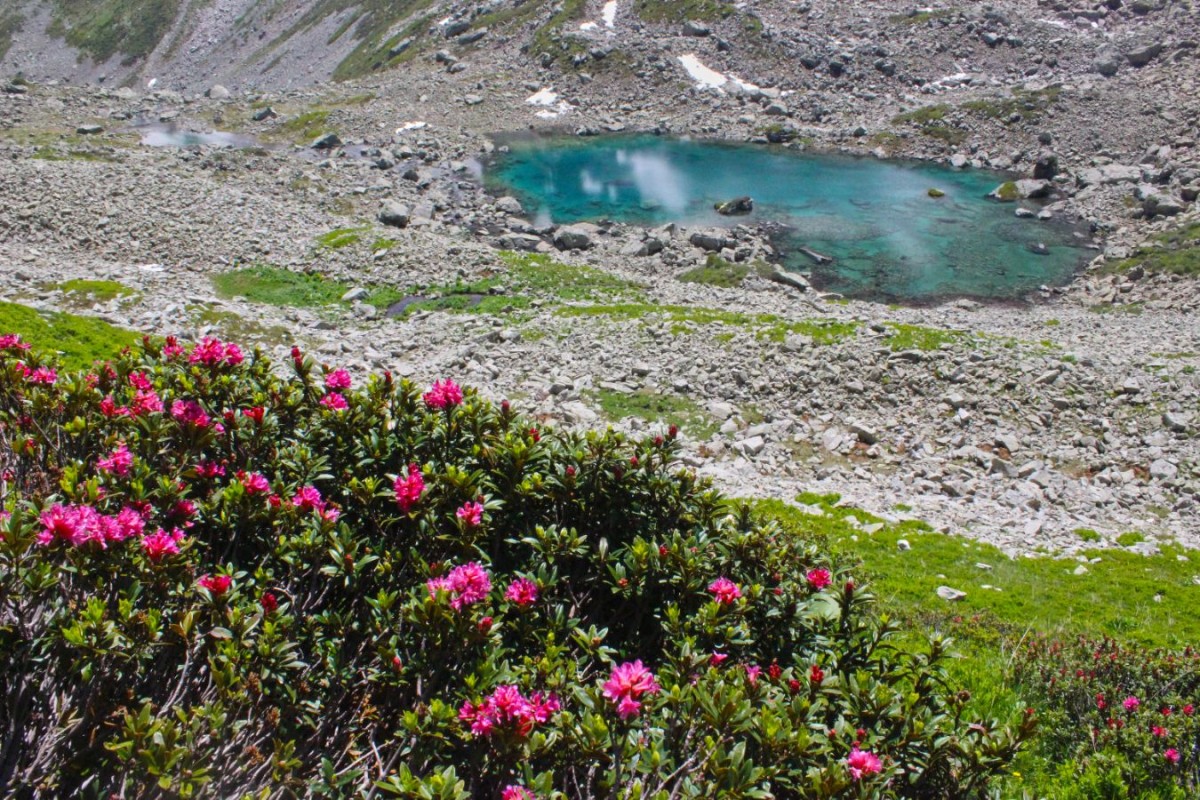 Rhododendrons devant le Lac Supérieur