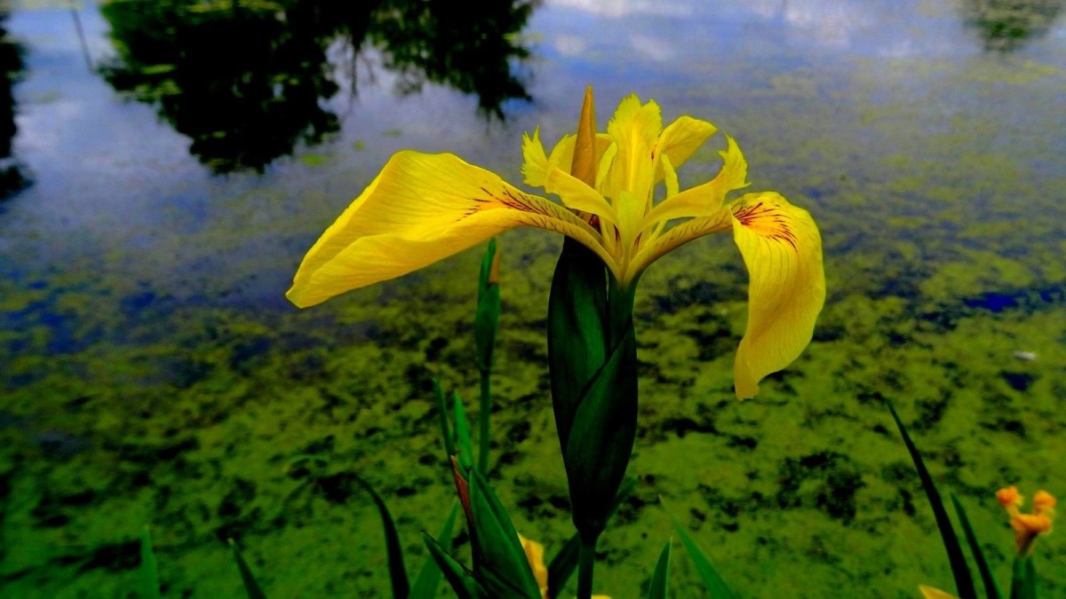 L'Iris faux acore (Iris pseudacorus) accroche la lumière du soleil à la moindre éclaircie.